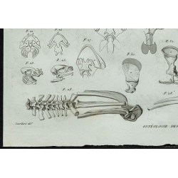1836 - Anatomie des grenouilles et crapauds 