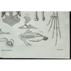 1836 - Anatomie des grenouilles et crapauds 
