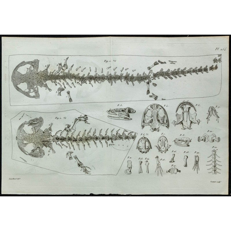 1836 - Squelette et crâne de salamandre 1836 - Squelette et crâne de salamandre