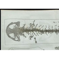 1836 - Squelette et crâne de salamandre 