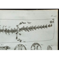 1836 - Squelette et crâne de salamandre 