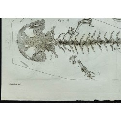 1836 - Squelette et crâne de salamandre 