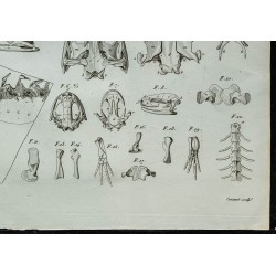1836 - Squelette et crâne de salamandre 