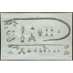 1836 - Squelette de sirène et protée 