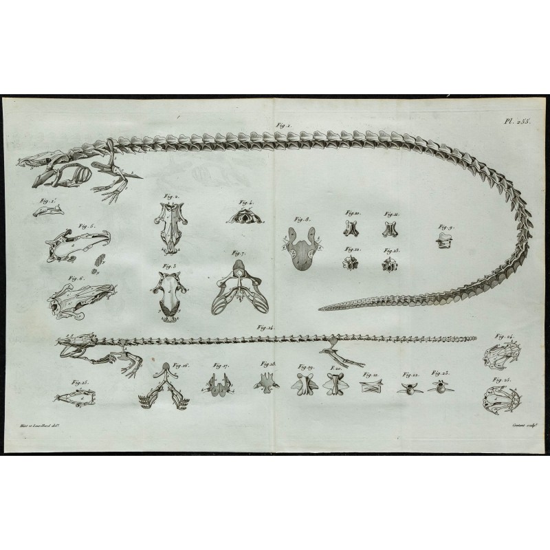 1836 - Squelette de sirène et protée 1836 - Squelette de sirène et protée