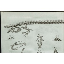 1836 - Squelette de sirène et protée 
