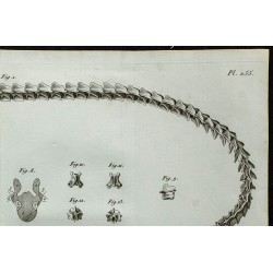 1836 - Squelette de sirène et protée 
