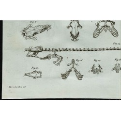 1836 - Squelette de sirène et protée 
