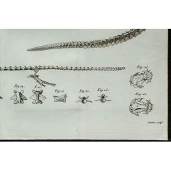 1836 - Squelette de sirène et protée 