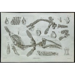 1836 - Squelette et dents d'Ichthyosaure 
