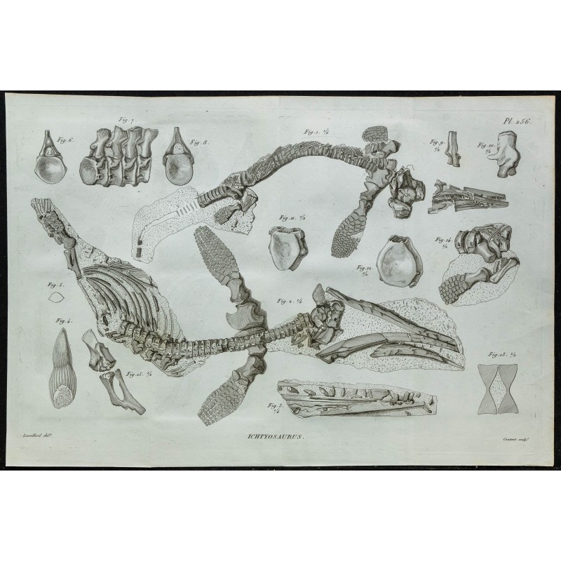 1836 - Squelette et dents d'Ichthyosaure 1836 - Squelette et dents d'Ichthyosaure