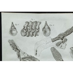 1836 - Squelette et dents d'Ichthyosaure 
