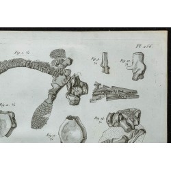 1836 - Squelette et dents d'Ichthyosaure 