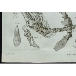 1836 - Squelette et dents d'Ichthyosaure 