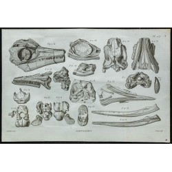 1836 - Têtes et mâchoires d'ichthyosaures 