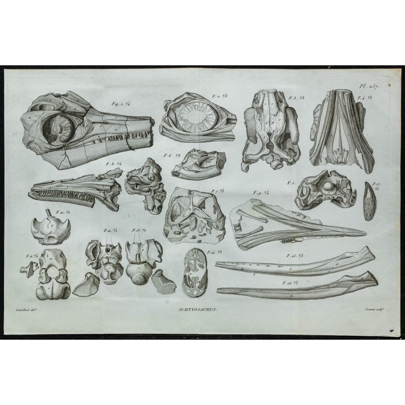 1836 - Têtes et mâchoires d'ichthyosaures 1836 - Têtes et mâchoires d'ichthyosaures
