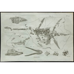 1836 - Squelette complet de plésiosaure 
