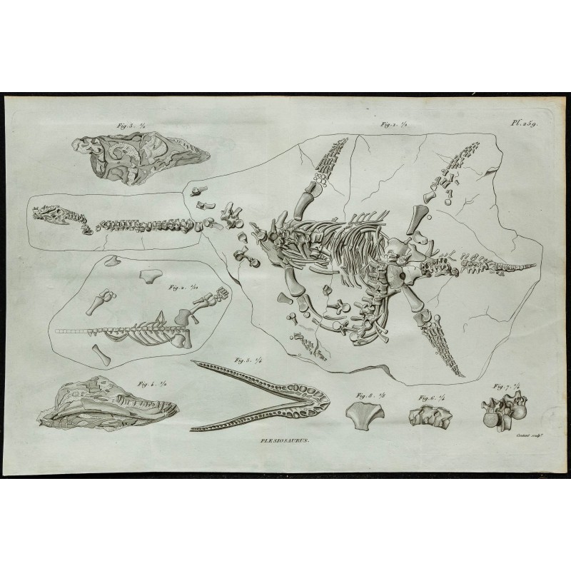 1836 - Squelette complet de plésiosaure 1836 - Squelette complet de plésiosaure
