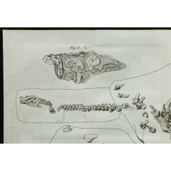 1836 - Squelette complet de plésiosaure 
