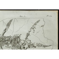 1836 - Squelette complet de plésiosaure 