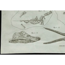 1836 - Squelette complet de plésiosaure 