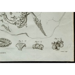 1836 - Squelette complet de plésiosaure 