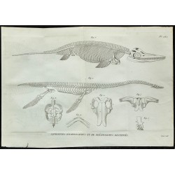 1836 - Squelettes de plesiosaure et ichthyosaure 