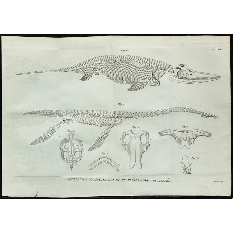 1836 - Squelettes de plesiosaure et ichthyosaure 1836 - Squelettes de plesiosaure et ichthyosaure