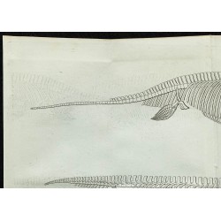 1836 - Squelettes de plesiosaure et ichthyosaure 