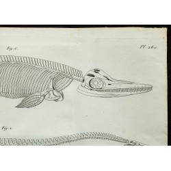 1836 - Squelettes de plesiosaure et ichthyosaure 