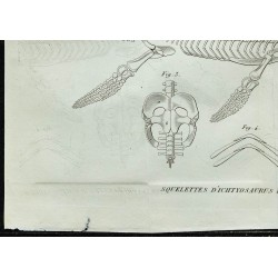 1836 - Squelettes de plesiosaure et ichthyosaure 