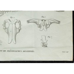 1836 - Squelettes de plesiosaure et ichthyosaure 