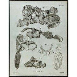 1836 - Squelette antérieur d'ichthyosaures 
