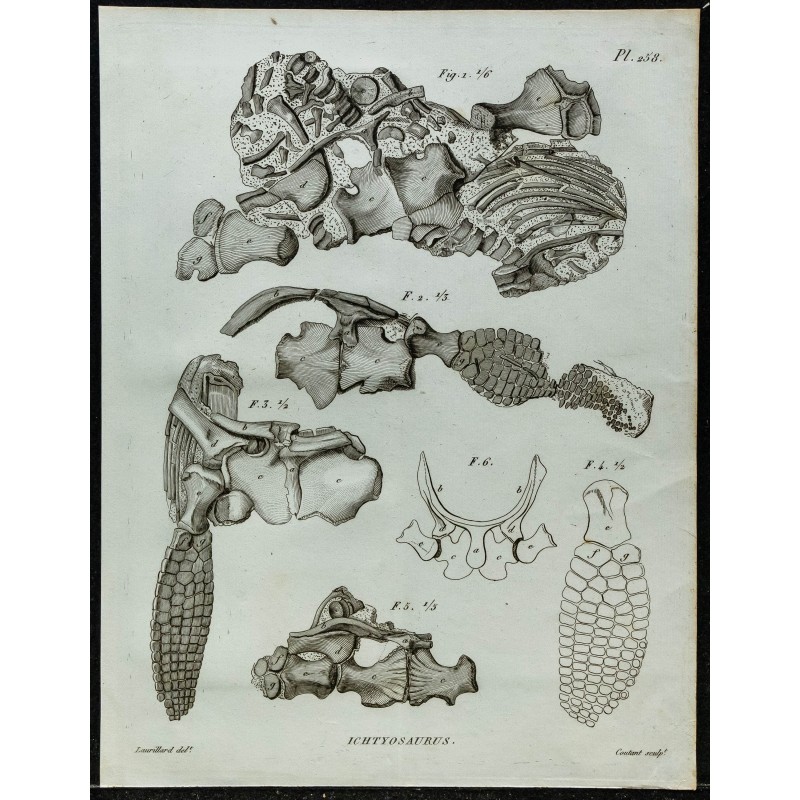 1836 - Squelette antérieur d'ichthyosaures 1836 - Squelette antérieur d'ichthyosaures