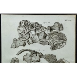 1836 - Squelette antérieur d'ichthyosaures 