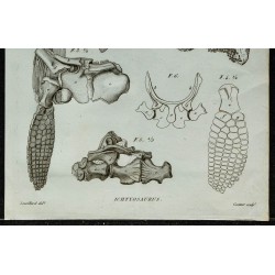 1836 - Squelette antérieur d'ichthyosaures 