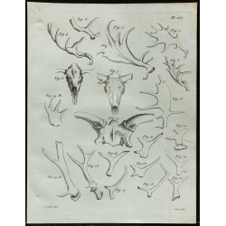 1836 - Bois et crânes de cervidés 
