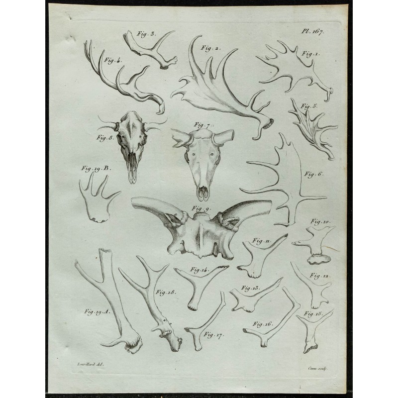 1836 - Bois et crânes de cervidés 