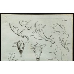 1836 - Bois et crânes de cervidés 
