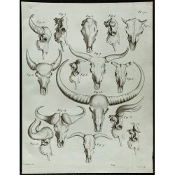 1836 - Crânes de bovidés : aurochs et buffles 