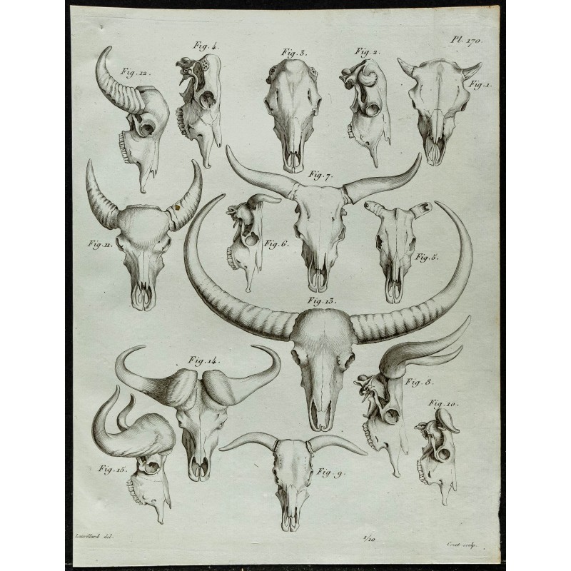 1836 - Crânes de bovidés : aurochs et buffles 1836 - Crânes de bovidés : aurochs et buffles