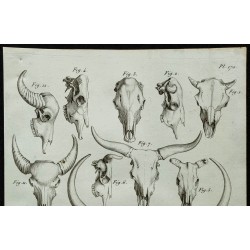 1836 - Crânes de bovidés : aurochs et buffles 