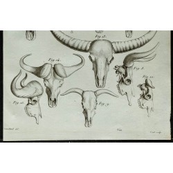 1836 - Crânes de bovidés : aurochs et buffles 