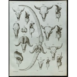 1836 - Crânes et cornes de bisons et buffles 