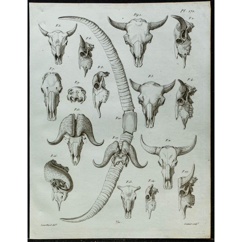 1836 - Crânes et cornes de bisons et buffles 