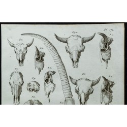 1836 - Crânes et cornes de bisons et buffles 