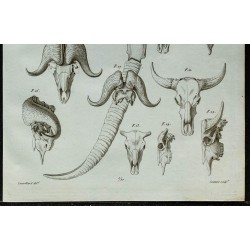 1836 - Crânes et cornes de bisons et buffles 