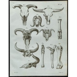 1836 - Crânes fossiles de bovidés 