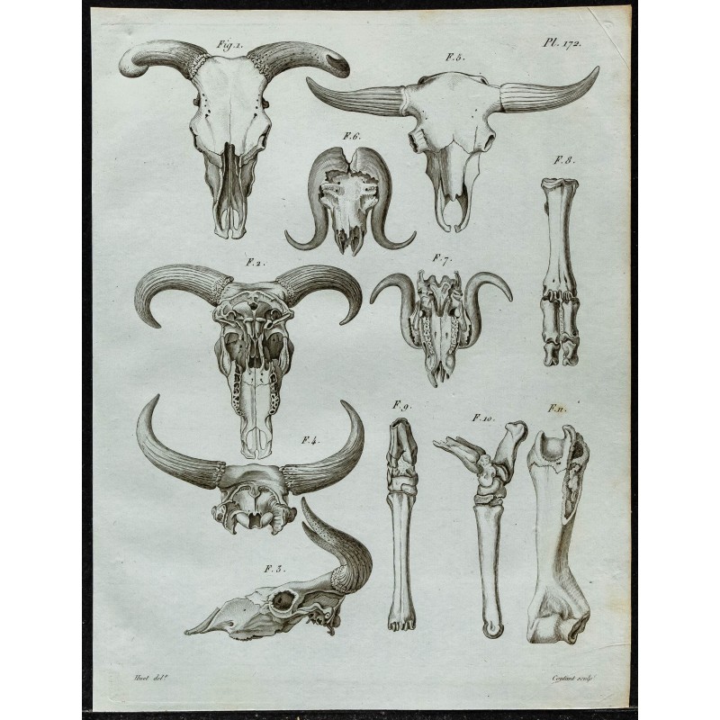 1836 - Crânes fossiles de bovidés 1836 - Crânes fossiles de bovidés