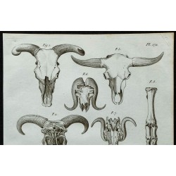 1836 - Crânes fossiles de bovidés 